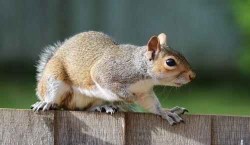 Жители ЮЗАО могут помочь природе в рамках экологической акции "Листопад добрых дел"