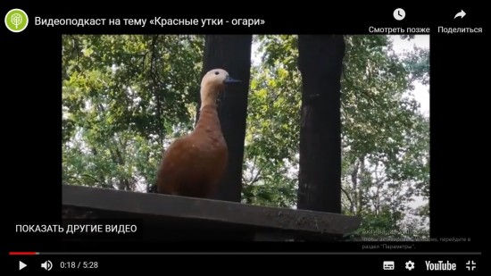 Жители Зюзина могут посмотреть видеоподкаст Мосприроды на тему «Красные утки - огари»