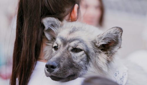 Сергунина: В Москве пройдет акция «В добрые руки» в поддержку животных из приютов
