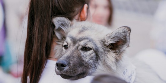 Сергунина: В Москве при участии фондов помощи животным проведут акцию «В добрые руки»