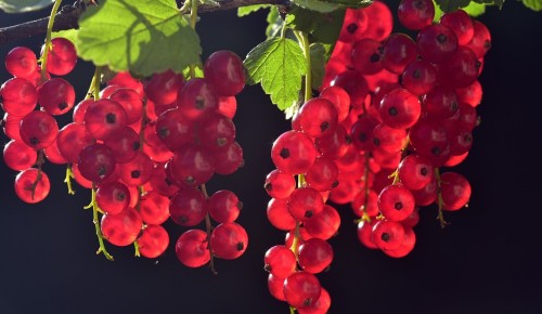 Витамины в банке. Консервируем полезные ягоды чёрной и красной смородины на зиму