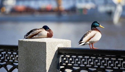Гидрометцентр РФ: В Москве начался период теплой погоды