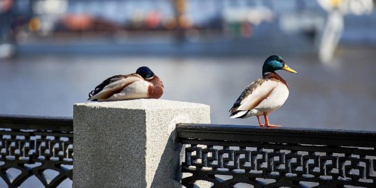 Гидрометцентр РФ: В Москве начался период теплой погоды