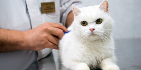 С помощью портала mos.ru можно записать животное на вакцинацию или вызвать ветеринара на дом