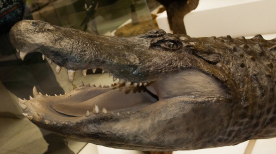 Котловчане могут посетить Дарвиновский музей бесплатно 16 сентября