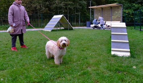 Новый мини-парк для прогулок с собаками в Ясеневе