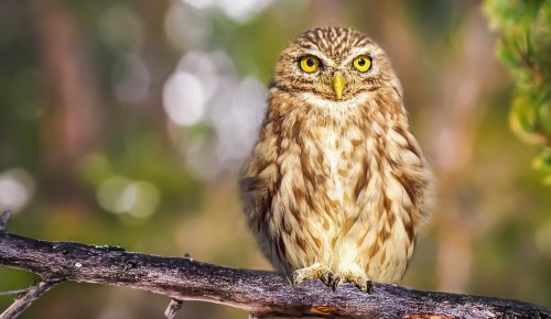 Экоцентр "Битцевский лес" 28 сентября приглашает на "Птичий квест" в рамках акции "Eurobirdwatch – 2021"