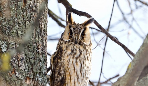 Жители Северного Бутова могут присоединиться к международной акции "Eurobirdwatch – 2021"