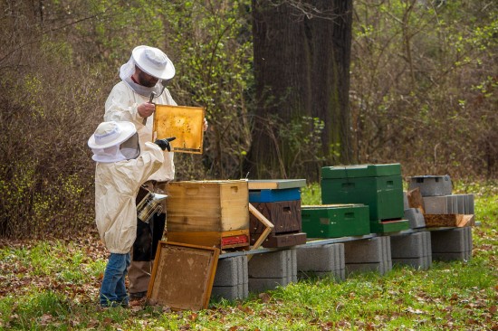 Мосприрода приглашает жителей Ясенева 6 октября на бесплатный квест "Пчелиная семейка"