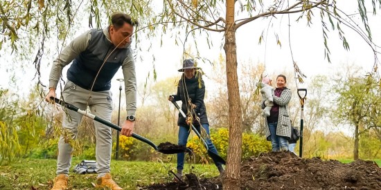 Жители Академического района могут посадить дерево в честь рождения ребенка