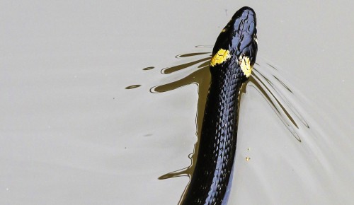 Специалисты экоцентра "Лесная сказка" напомнили, как вести себя при встрече со змеями