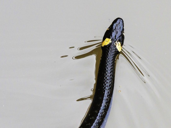 Специалисты экоцентра "Лесная сказка" напомнили, как вести себя при встрече со змеями