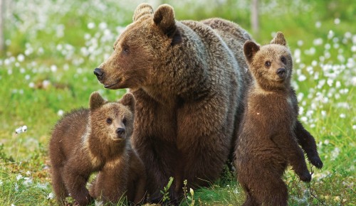 Дирекция "Тропарево" и "Теплый Стан" опубликовала онлайн-активность о диких животных, живущих в лесу