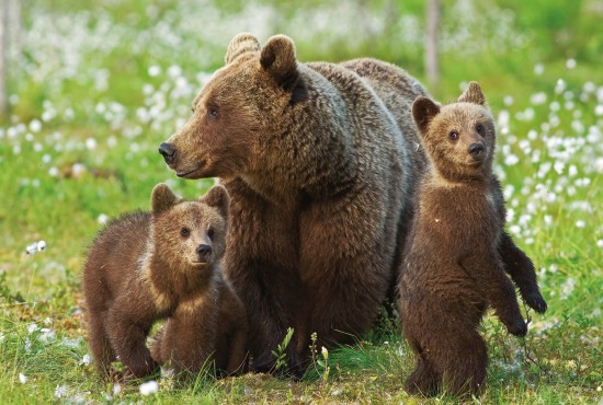 Дирекция "Тропарево" и "Теплый Стан" опубликовала онлайн-активность о диких животных, живущих в лесу