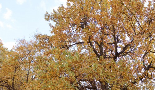 В ЮЗАО начались работы по оздоровлению деревьев в Воронцовском парке