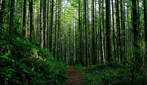 Дирекция "Тропарево" и "Теплый стан" опубликовала тематическое занятие "Значение леса"