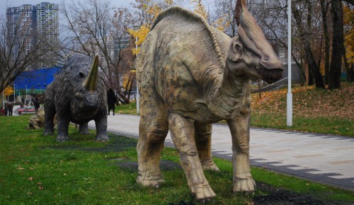 Амурозавр и олоротитан. Каких древних животных можно встретить на прогулке в Академическом районе