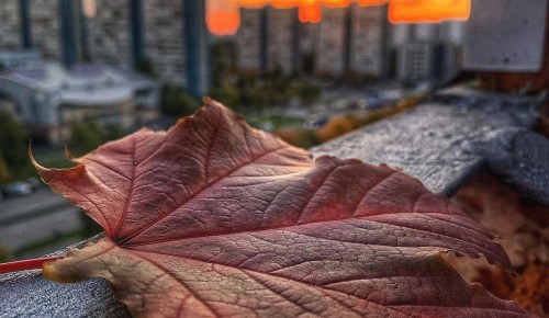 Культурный центр "Вдохновение" объявил фотоконкурс в честь Дня рождения Ясенева