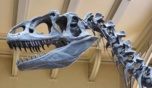 Дарвиновский музей приглашает ребят 9 ноября на онлайн-занятие «Кто такие динозавры?»