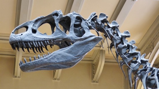 Дарвиновский музей приглашает ребят 9 ноября на онлайн-занятие «Кто такие динозавры?»
