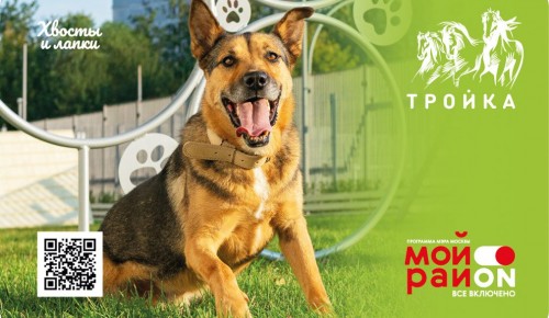 Новый дизайн транспортной карты «Тройка» посвящен уникальным площадкам для собак