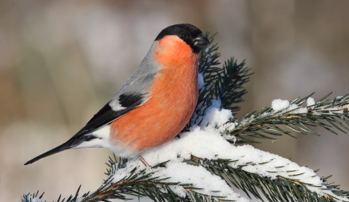 Дирекция "Тропарево" и "Теплый Стан" опубликовала онлайн-занятие о зимующих птицах