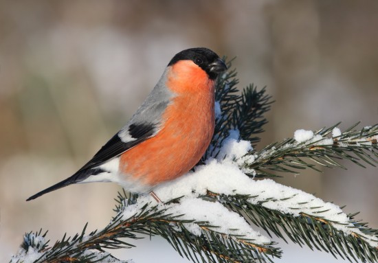 Дирекция "Тропарево" и "Теплый Стан" опубликовала онлайн-занятие о зимующих птицах