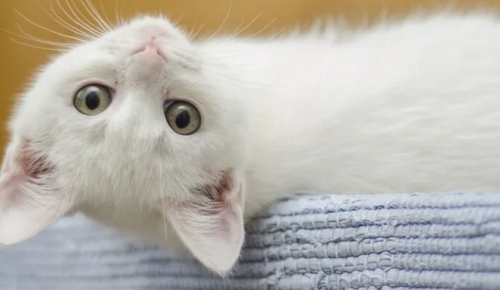 Соцработник ТЦСО «Ясенево» рассказала историю своей подопечной и ее котенка