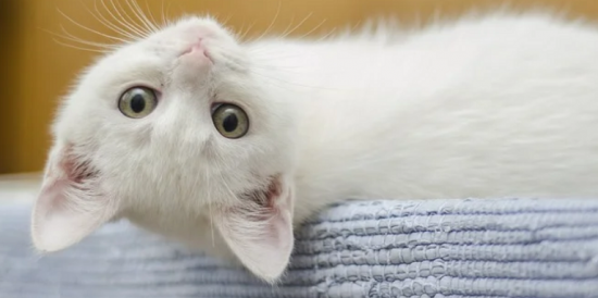 Соцработник ТЦСО «Ясенево» рассказала историю своей подопечной и ее котенка