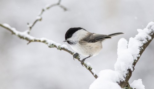 Экоцентр «Битцевский лес» рассказал, чем можно кормить птиц зимой