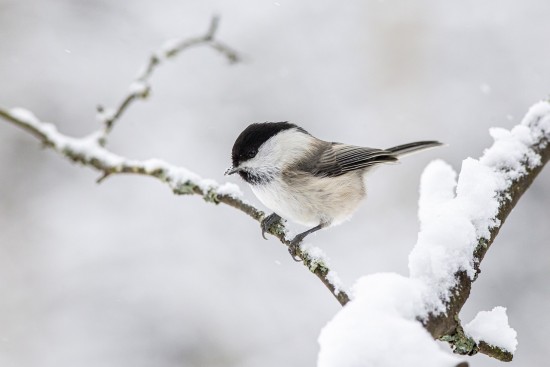 Экоцентр «Битцевский лес» рассказал, чем можно кормить птиц зимой