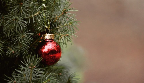 Жители Северного Бутова могут выбрать новые пункты приема новогодних елок