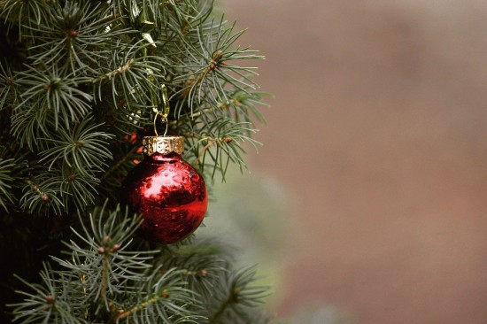 Жители Северного Бутова могут выбрать новые пункты приема новогодних елок