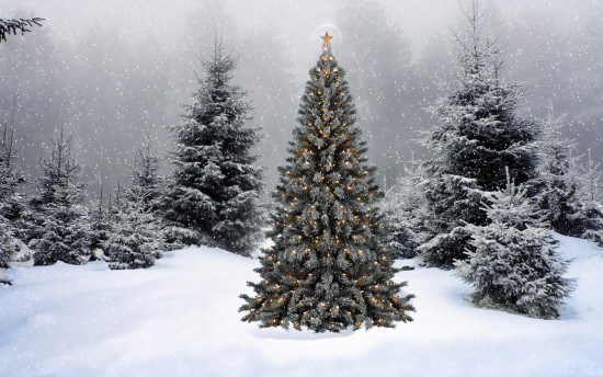 Жителям Обручевского района предложили выбрать новые пункты приема новогодних елок
