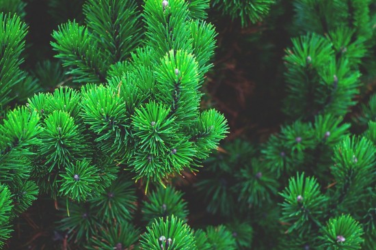 Жители Южного Бутова могут поучаствовать в выборе новых адресов пунктов приема новогодних елок