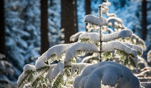 МЧС предупреждает жителей Зюзина о сильном снегопаде и гололедице 7 декабря