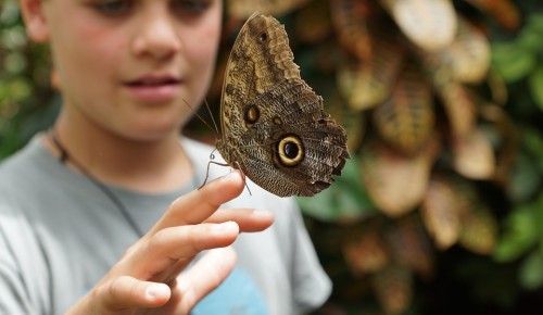 Дарвиновский музей приглашает ребят на онлайн-урок «PROнасекомых» 9 декабря