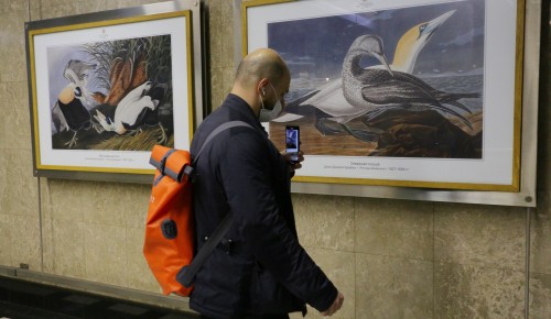 Выставку Дарвиновского музея "Птицы на книжных страницах" открыли на станции "Выставочная"