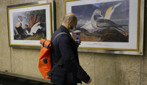 Дарвиновский музей открыл выставку о птицах на станции метро