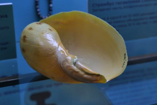 Коллекции Дарвиновского музея пополнили чучела птиц, позвонки дельфинов и перламутовая раковина
