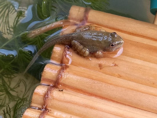 Школьница из Южного Бутова вырастила лягушек и стала лауреатом экофорума